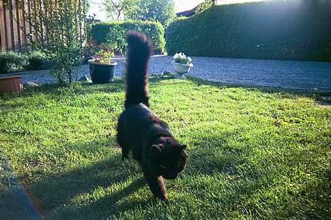 Norsk Skovkat Gismo  - Smuk, smukere, SMUKEST! billede 16