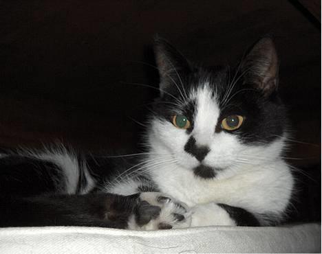 Huskat Lillesøster Nulle billede 1