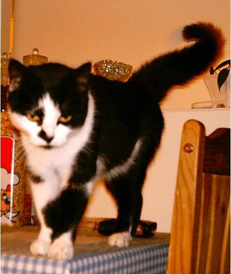 Huskat Lillesøster Nulle billede 2