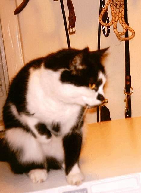 Huskat Lillesøster Nulle billede 3