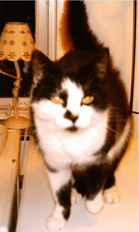 Huskat Lillesøster Nulle billede 4