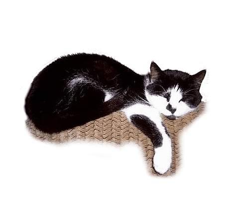 Huskat Lillesøster Nulle billede 5