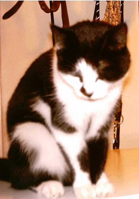 Huskat Lillesøster Nulle billede 6