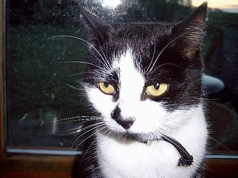 Huskat Lillesøster Nulle billede 7