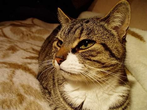 Blanding af racer Fie-Mus - Hvad laver mor dog billede 7