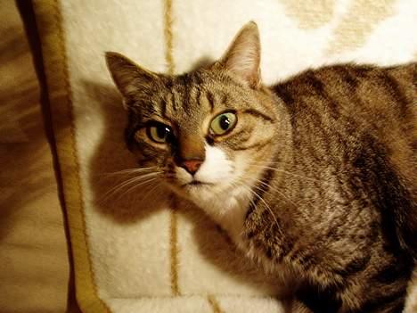 Blanding af racer Fie-Mus - Ahh Hvem der?  billede 8