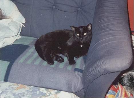 Huskat Castro billede 1