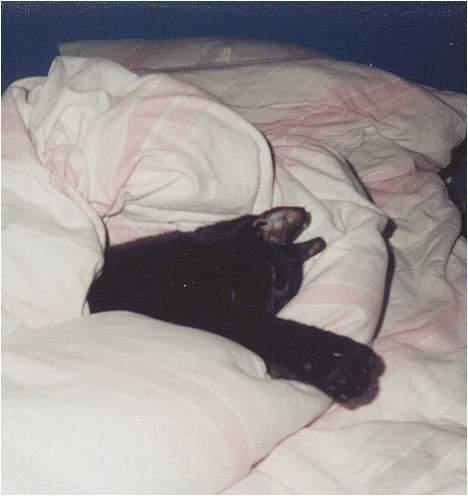 Huskat Castro - putte putte putte... billede 2