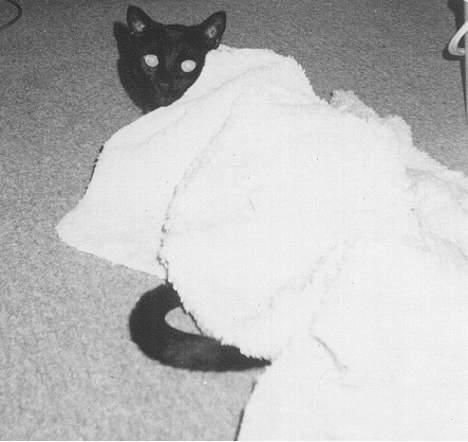 Huskat Castro - Du kan ikke finde miiig mor.. billede 3