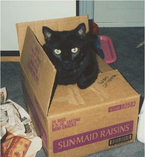 Huskat Castro - Castro papkasse mis hjælper med at pakke ud efter flytningen billede 4