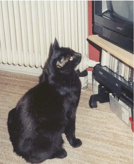 Huskat Castro - Nøj der er fugle i tv billede 5