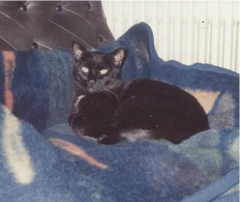 Huskat Castro billede 6