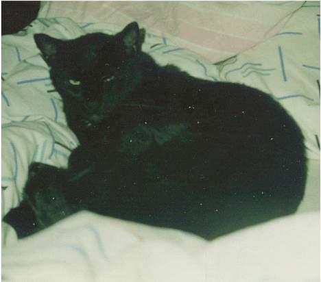 Huskat Castro - Argh, jeg gider altså ikke nu billede 7