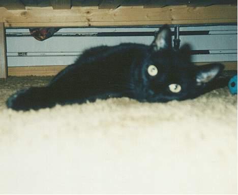 Huskat Castro - Her ligger man godt billede 8