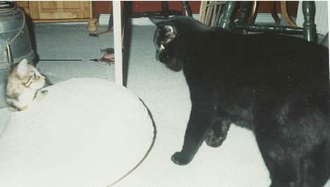 Huskat Castro - Chilli kom i en UFO billede 9