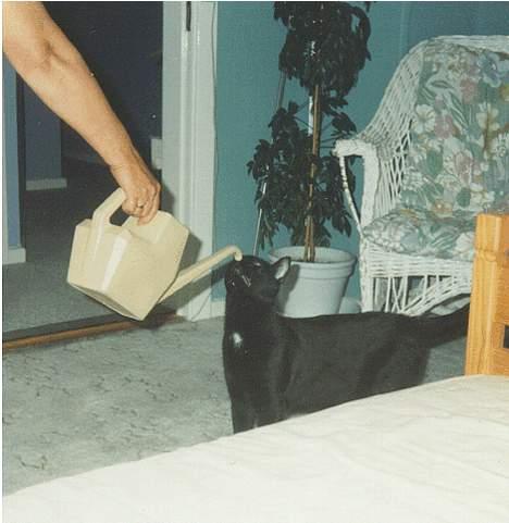 Huskat Castro - Dejlige mormor, hun vander mig - derfor er jeg så smuk billede 10