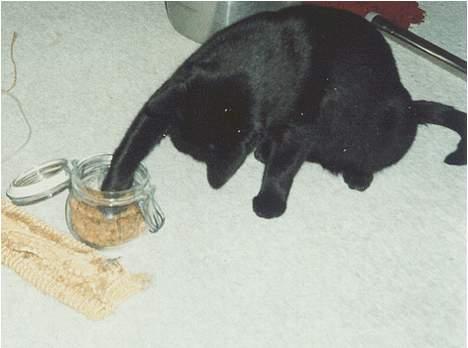 Huskat Castro - HAPS! Jeg kan selv billede 11