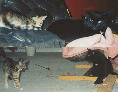 Huskat Castro - Chilli og Castro blev aldrig perlevenner billede 12