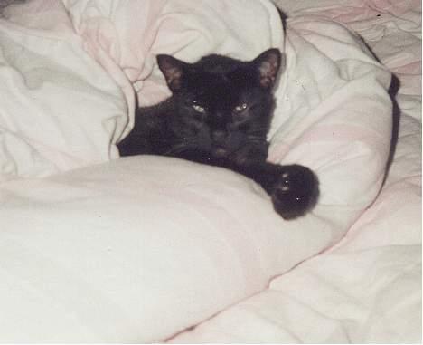 Huskat Castro - putte putte putte lidt mere... billede 13