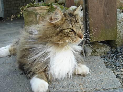 Norsk Skovkat Monty - Monty med vinden i håret. Elsker den kat! <3 billede 1