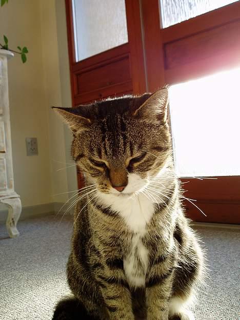 Blanding af racer Fie-Mus - Miig i fuld længde billede 9