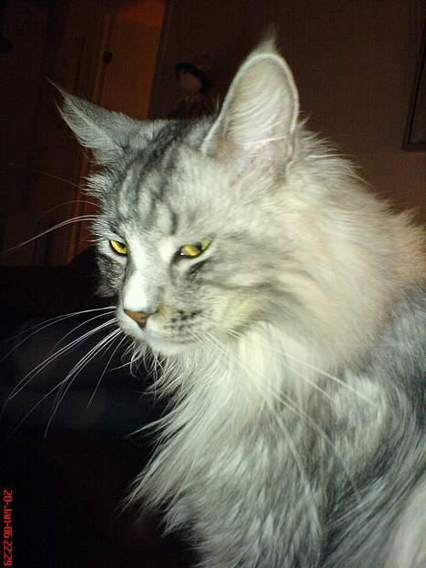 Maine Coon William billede 7