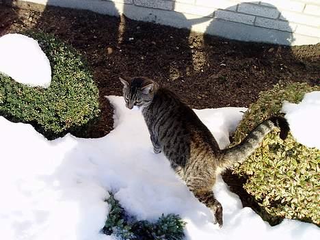 Blanding af racer Fie-Mus - Prrr Sne Adr billede 10