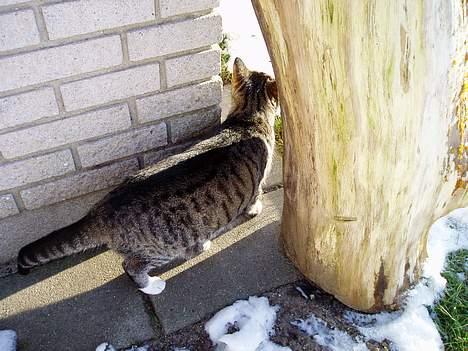 Blanding af racer Fie-Mus - Er der nogen? I SNEEN billede 11