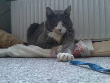 Blanding af racer Rhea - "Kom her din slemme blå snor..." billede 18