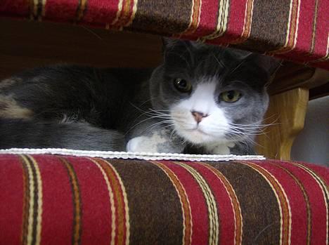 Blanding af racer Rhea - Jeg ligger lige her og hygger på stolen.. billede 19