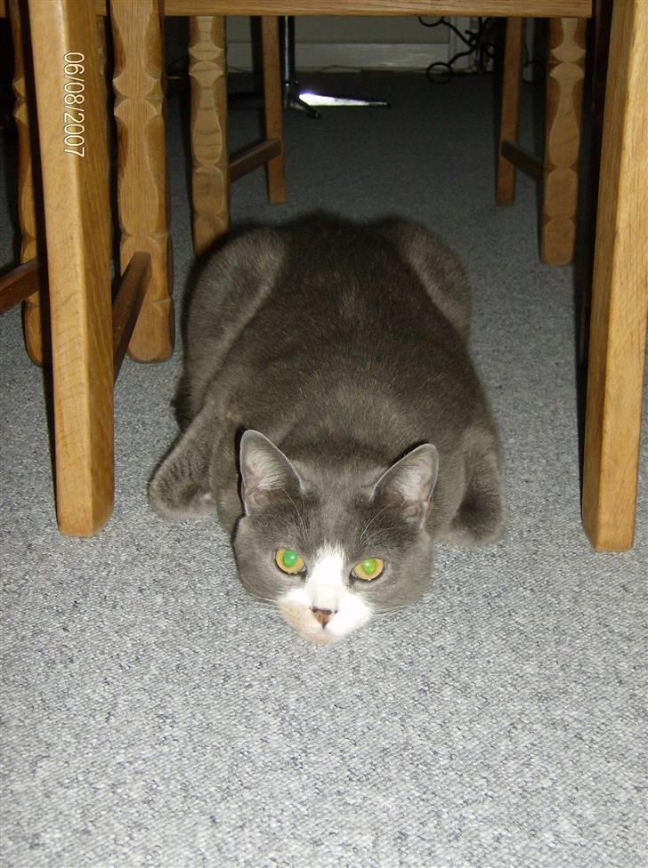 Blanding af racer Rhea - Manglene forpoter !  ;D billede 20