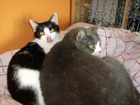 Blanding af racer Cleo - Her ligger Cleo & Rhea og hygger i min seng, og jeg har taget billedet lige som Cleo slikker sig om munden. billede 18