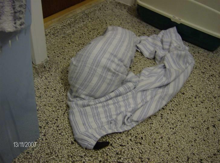 Blanding af racer Cleo - Cleo elsker at være inde i mine natbukser. billede 19