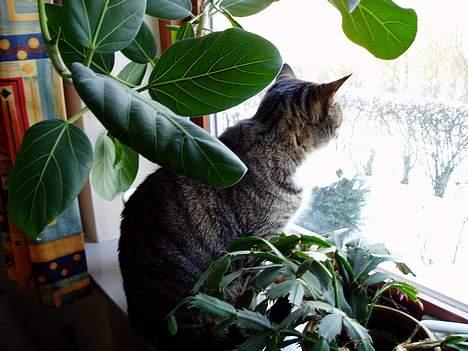 Blanding af racer Fie-Mus - Hva lawr alle de mennesker derude?? Kan de godt lide SNE? billede 12