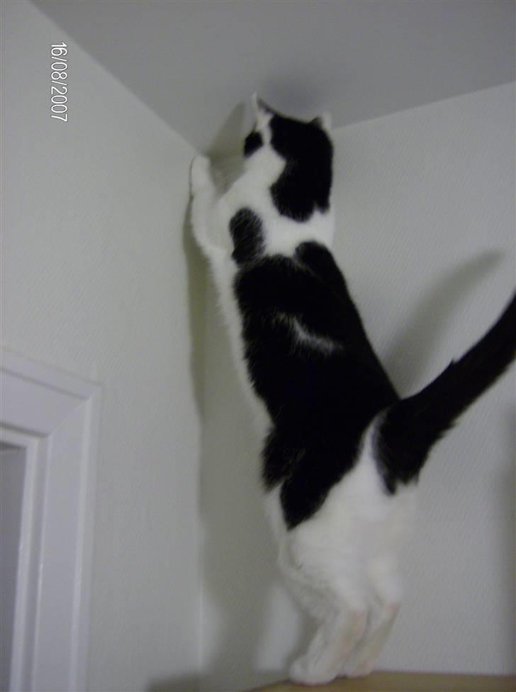 Blanding af racer Cleo - NEEEEEEEJ ET SMUKT HJØRNE!! XD billede 20