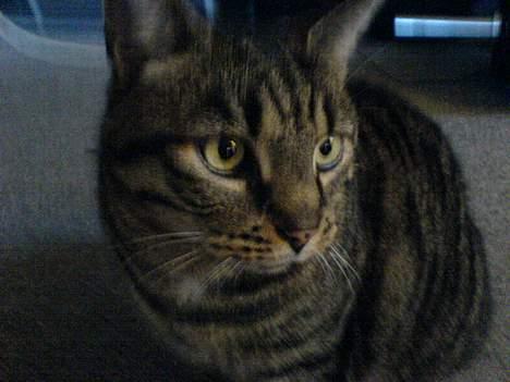 Blanding af racer TIGER WOODS billede 1