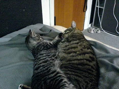 Blanding af racer TIGER WOODS billede 2