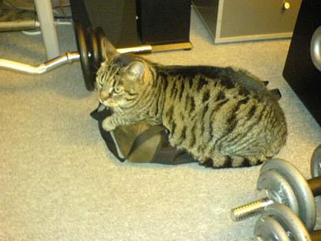 Blanding af racer TIGER WOODS billede 3