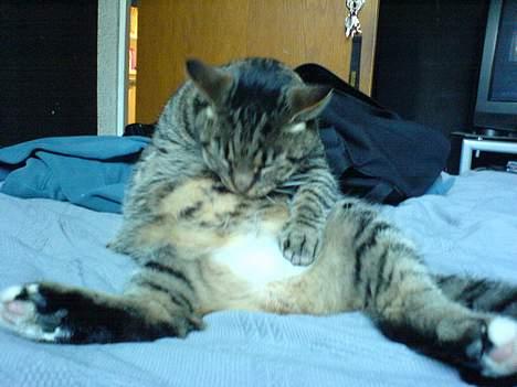 Blanding af racer TIGER WOODS billede 4