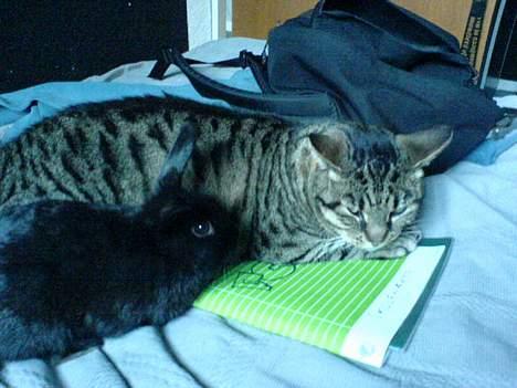 Blanding af racer TIGER WOODS billede 5