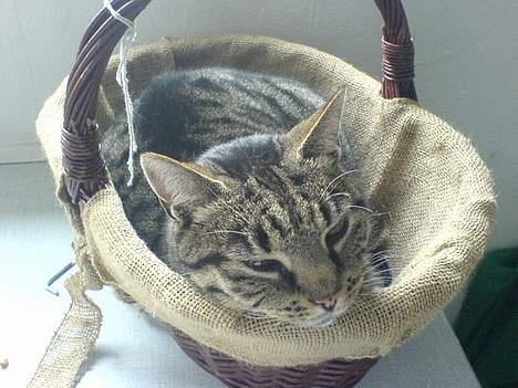 Blanding af racer TIGER WOODS billede 6