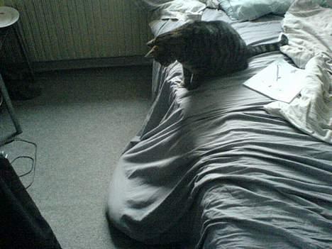 Blanding af racer TIGER WOODS billede 8