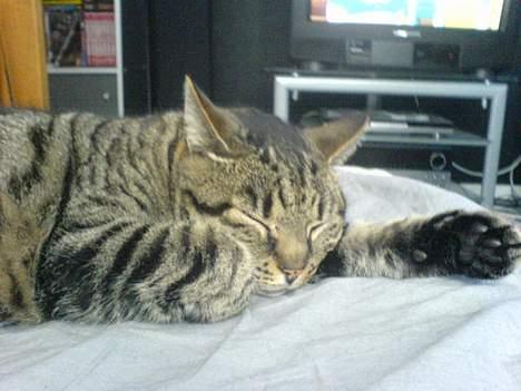 Blanding af racer TIGER WOODS billede 9