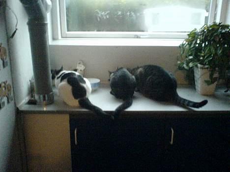 Blanding af racer TIGER WOODS billede 10