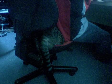 Blanding af racer TIGER WOODS billede 11