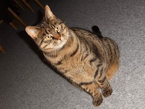 Blanding af racer Polle - Her sidder han og troner... billede 1