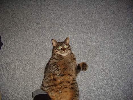 Blanding af racer Polle - Ret tyk ikk?? billede 2