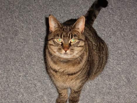 Blanding af racer Polle billede 3