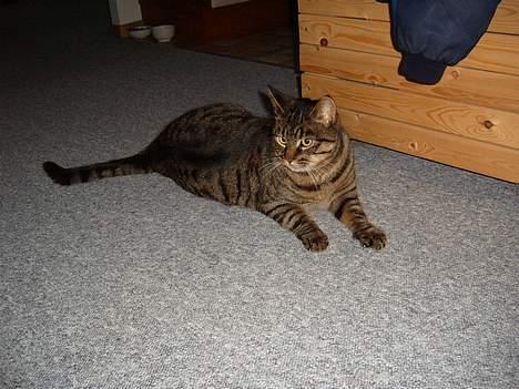 Blanding af racer Polle billede 4