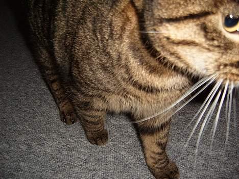 Blanding af racer Polle - Ha.... han nåede ikke at tage billedet..... billede 5